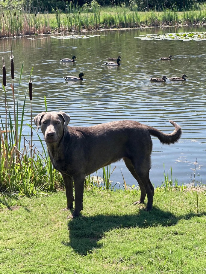 Moxley from a previous litter