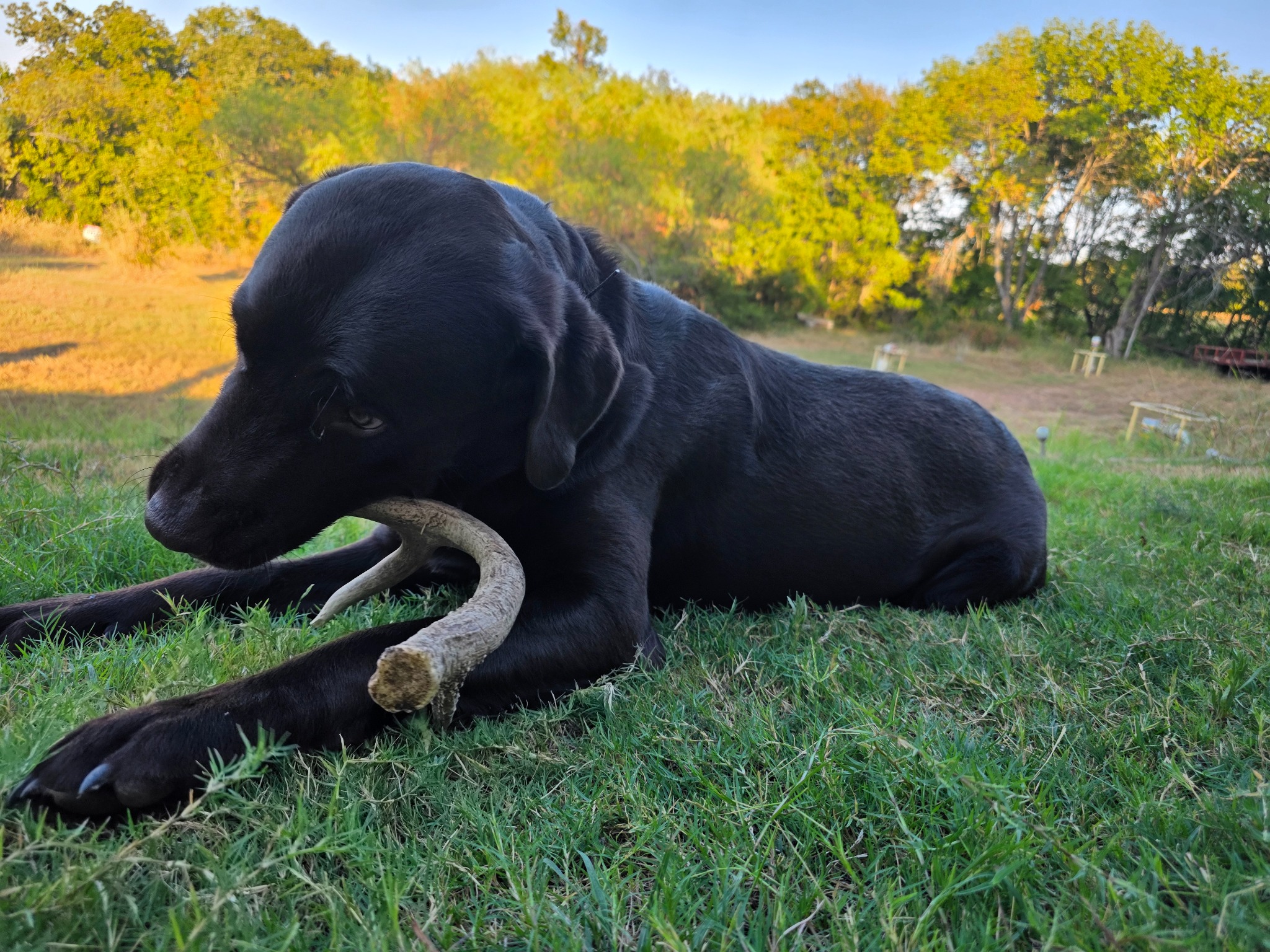 Remi chocolate Labrador outdoors
